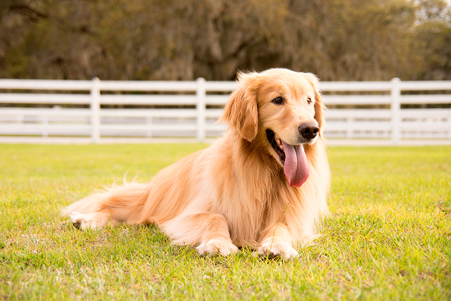 Parque Villa-Lobos recebe evento gratuito para pets no domingo