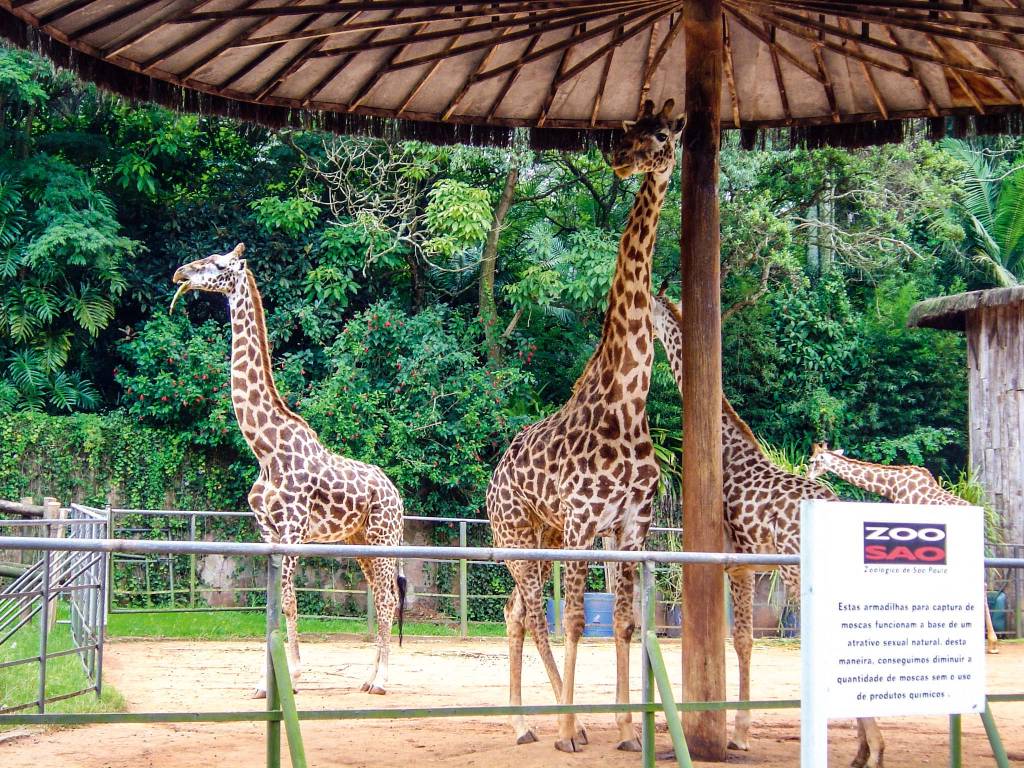 Zoológico de São Paulo Zoológico de São Paulo