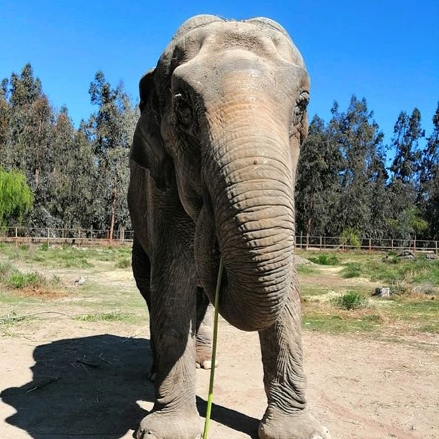 ramba elefanta ramba elefanta