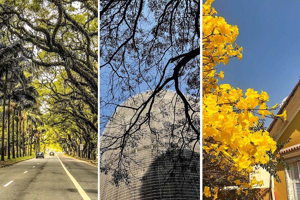 As árvores de São Paulo clicadas pelos leitores da Vejinha