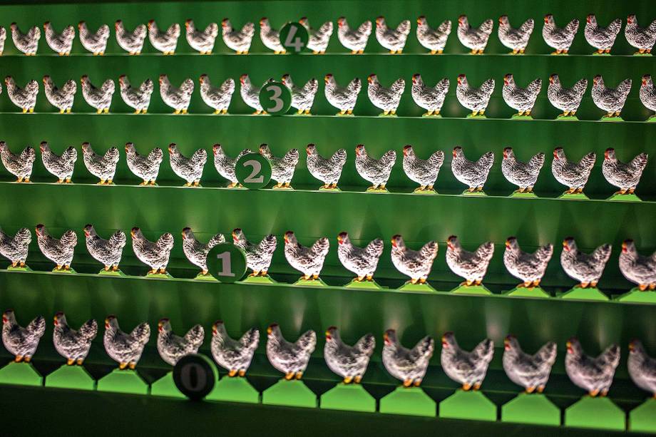 Cólera aviária: o visitante atribui dosagens de vacina diferentes às fileiras de galinhas e observa quais aves sobrevivem à doença