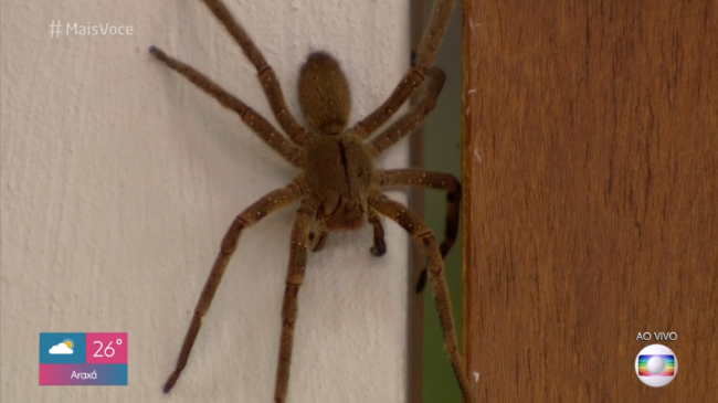 aranha mais você aranha mais você