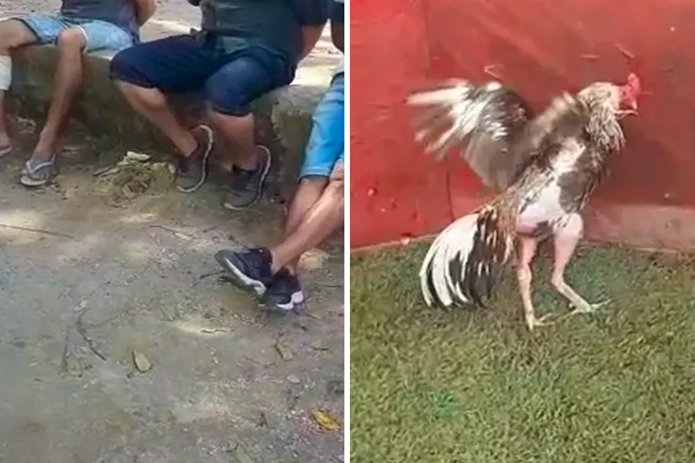 Polícia Civil fecha rinha de galos e criadouro com mais de 300 animais