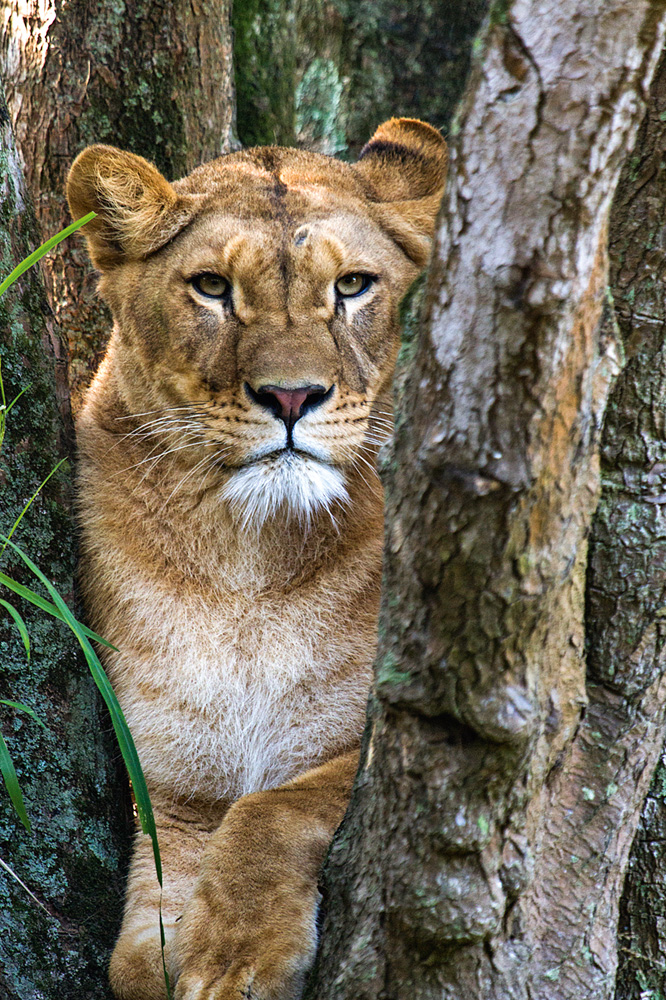 Zoológico de São Paulo Zoológico de São Paulo