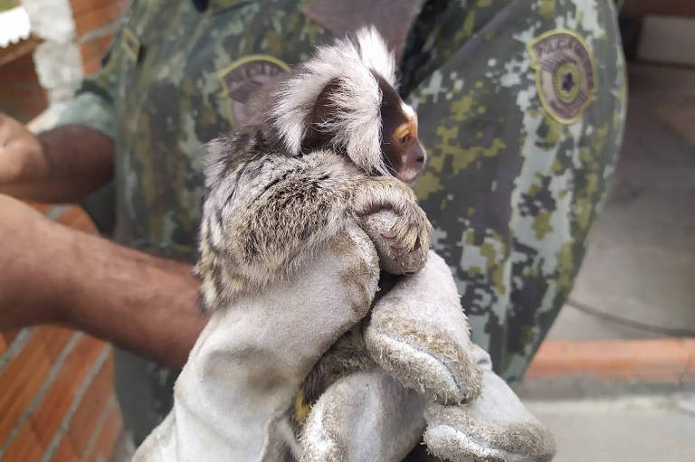 Mulher é presa em flagrante por traficar animais silvestres na Grande SP