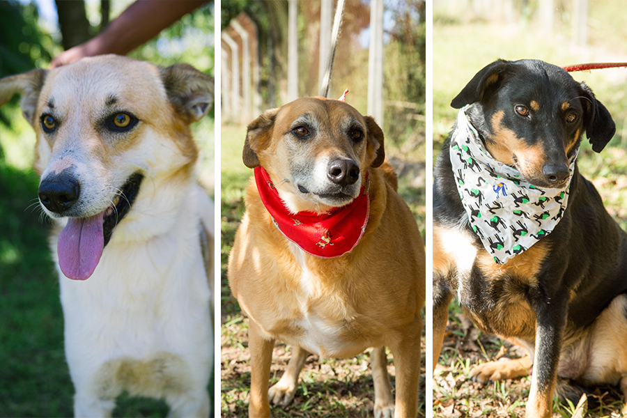 Shopping organiza feira de adoção de animais 100% online