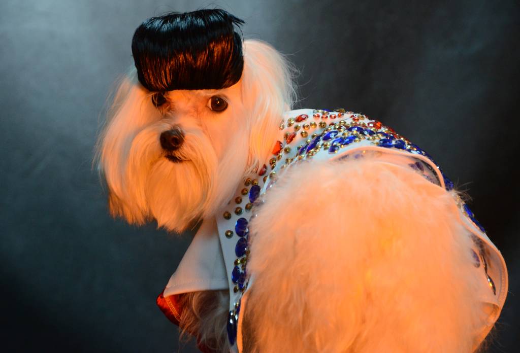 #Meupet: recuperado de cisto cerebral, Keozinho faz festa temática