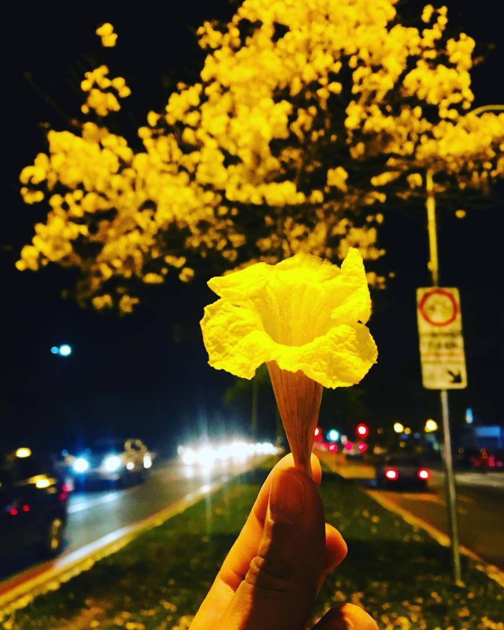 Dez fotos de ipês para celebrar a chegada da primavera