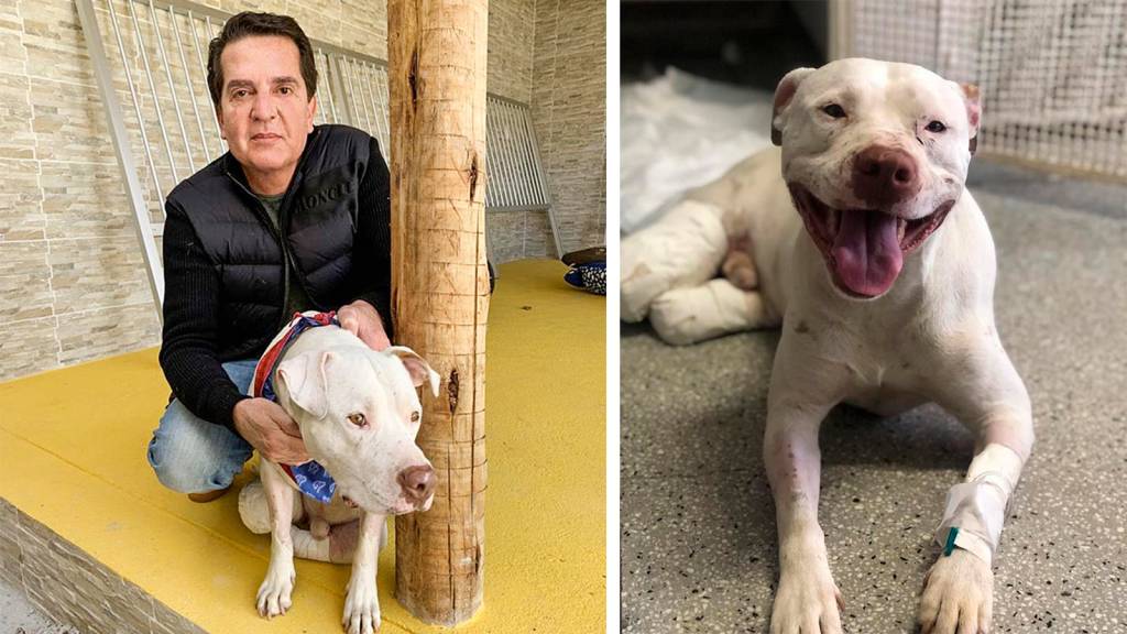 Crimes contra animais de estimação crescem 10% na quarentena