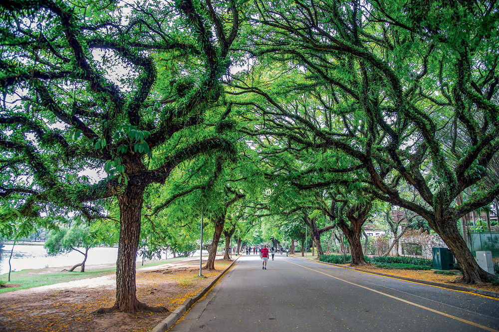 Aniversário do Parque Ibirapuera terá novo projeto de reciclagem