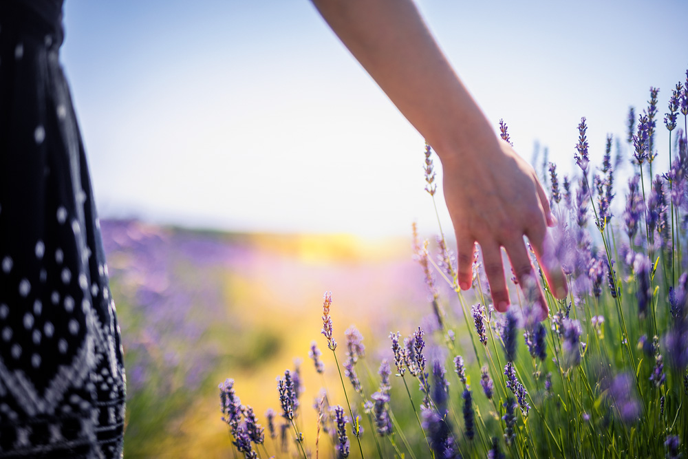 O poder curativo da energia das plantas para as nossas emoções