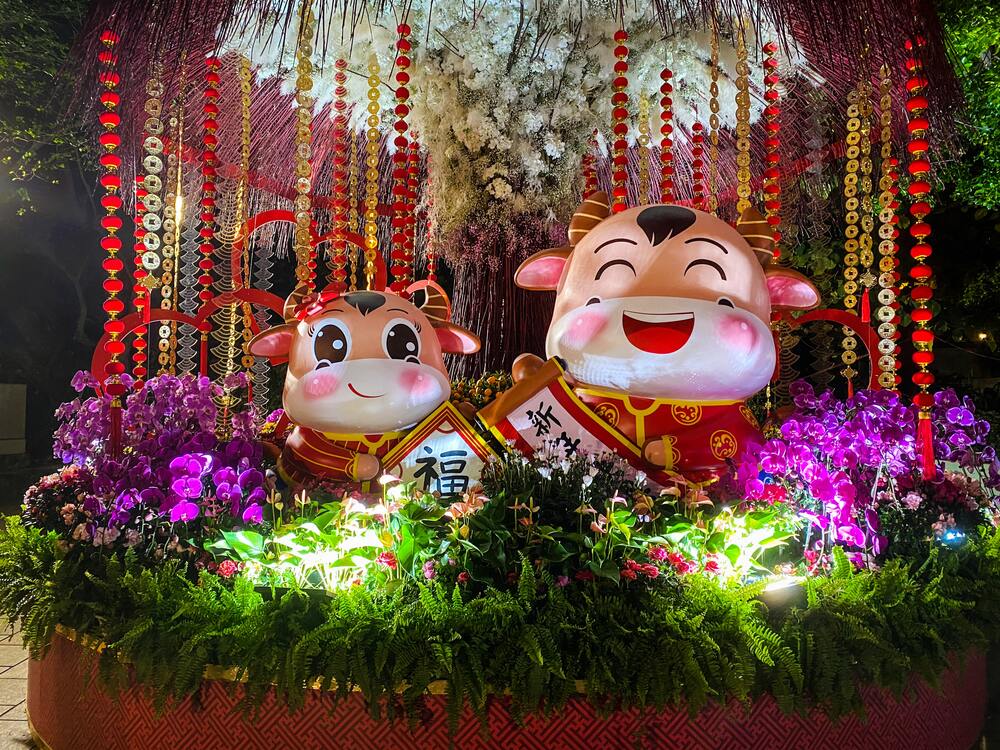 Ano Novo Chinês Duas estátuas de boi em animação trajadas para comemoração do Ano Novo Chinês