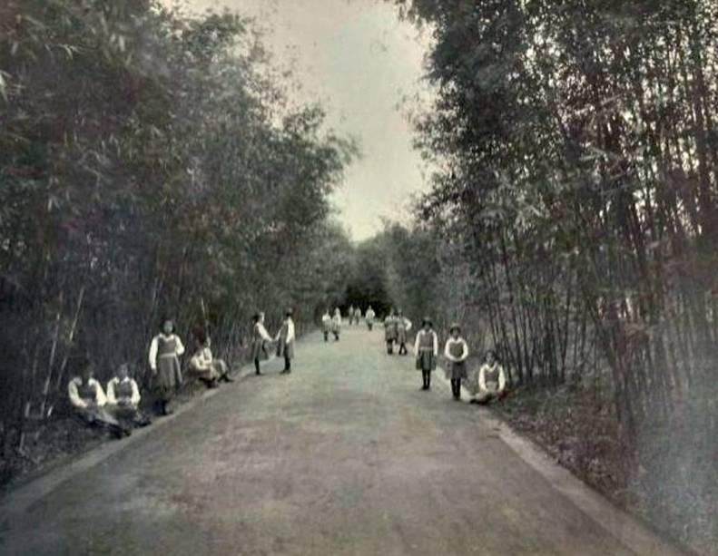 Bosque no início do século XIX Bosque no início do século XIX