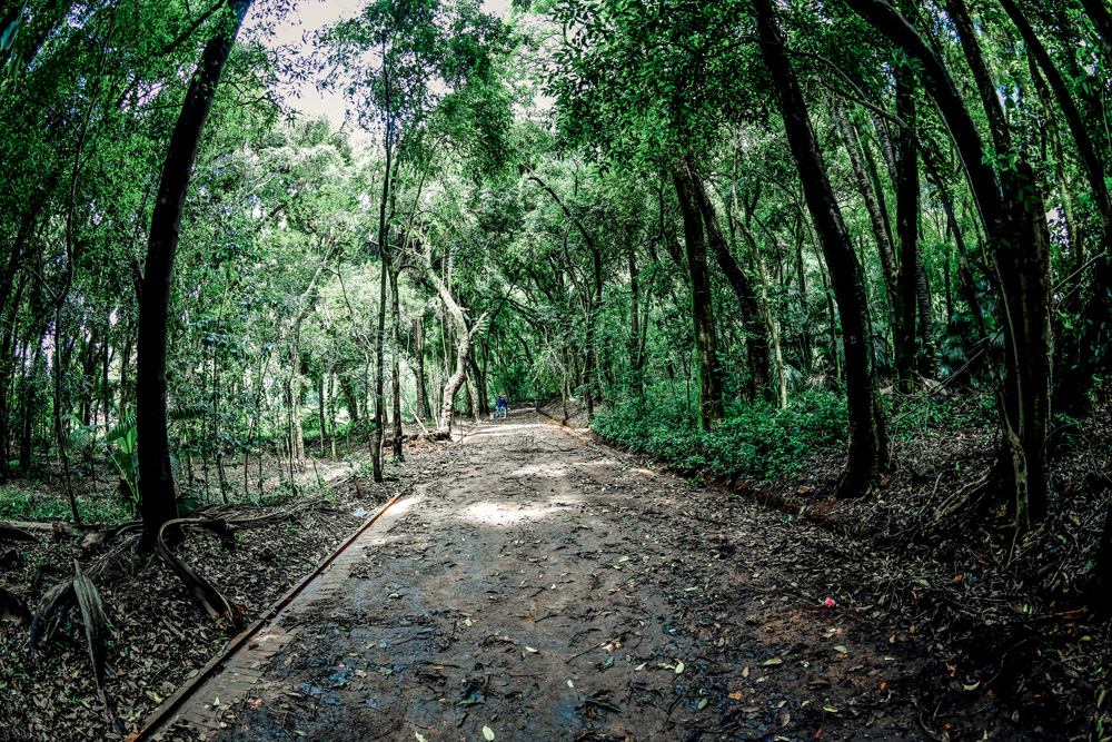 Bosque no Parque Augusta atualmente