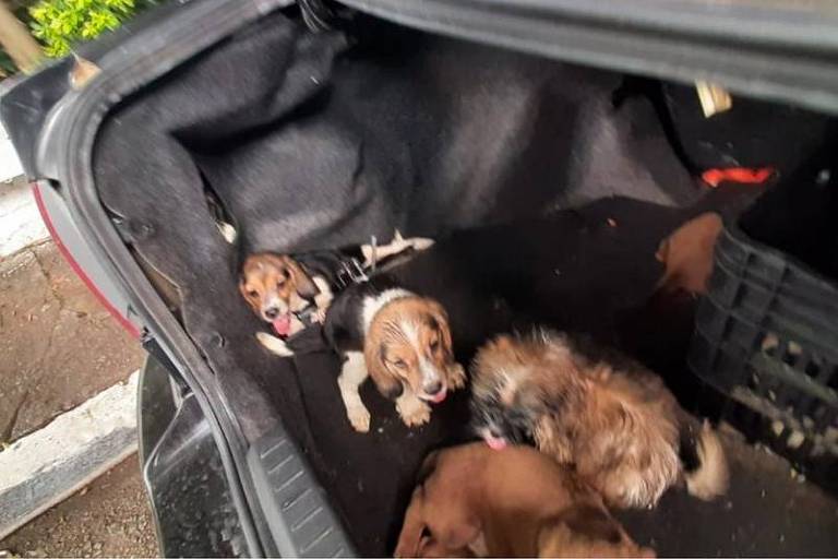 Cães filhotes encontrados em porta-malas de carro
