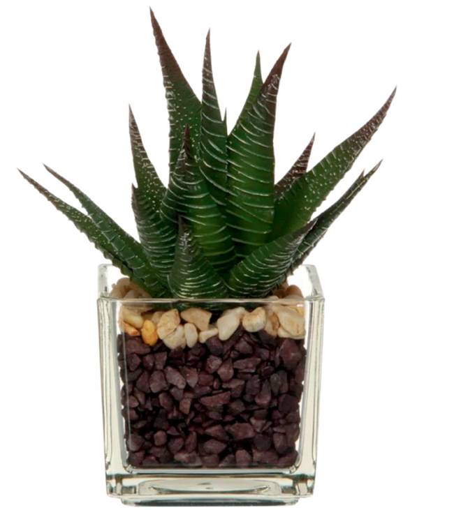 suculenta.png Mini Giardino Suculenta. Tok&Stok.