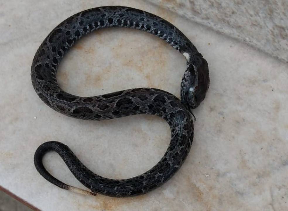 Imagem de um cobra