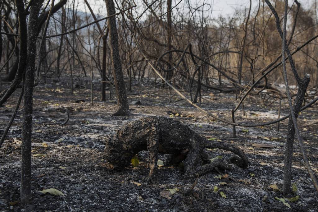 fotografia lalo de almeida Imagem um macaco carbonizado por um incêndio florestal. Mata ao redor, igualmente carbonizada