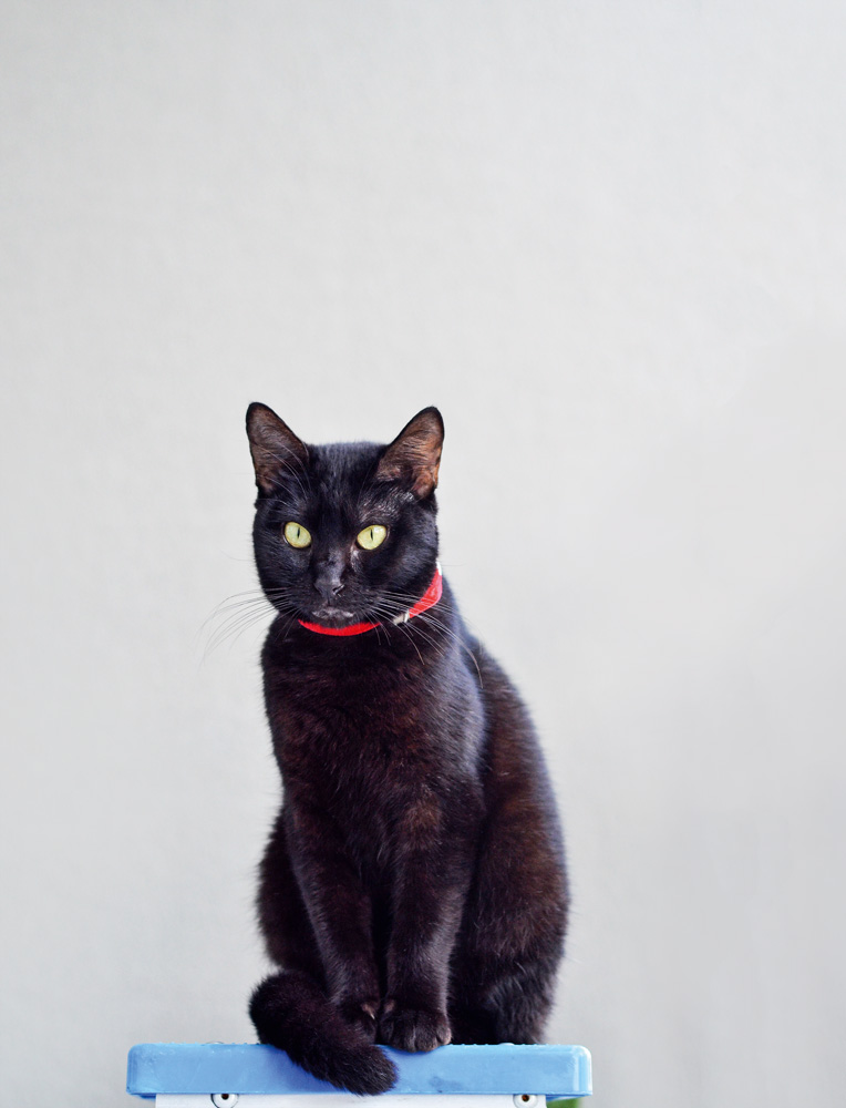 Gato preto em cima de uma surperfície azul com um fundo inteiro branco