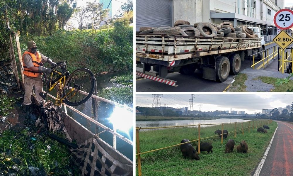 Montagem com três imagens. À esquerda, homem retira uma bicicleta de uma margem do Rio Pinheiro em que há muita mata em volta. Na imagem à direita, um caminhão estacionado lotado de pneus em sua caçamba. Na última, margem do Rio Pinheiros com várias capivaras deitadas na grama.