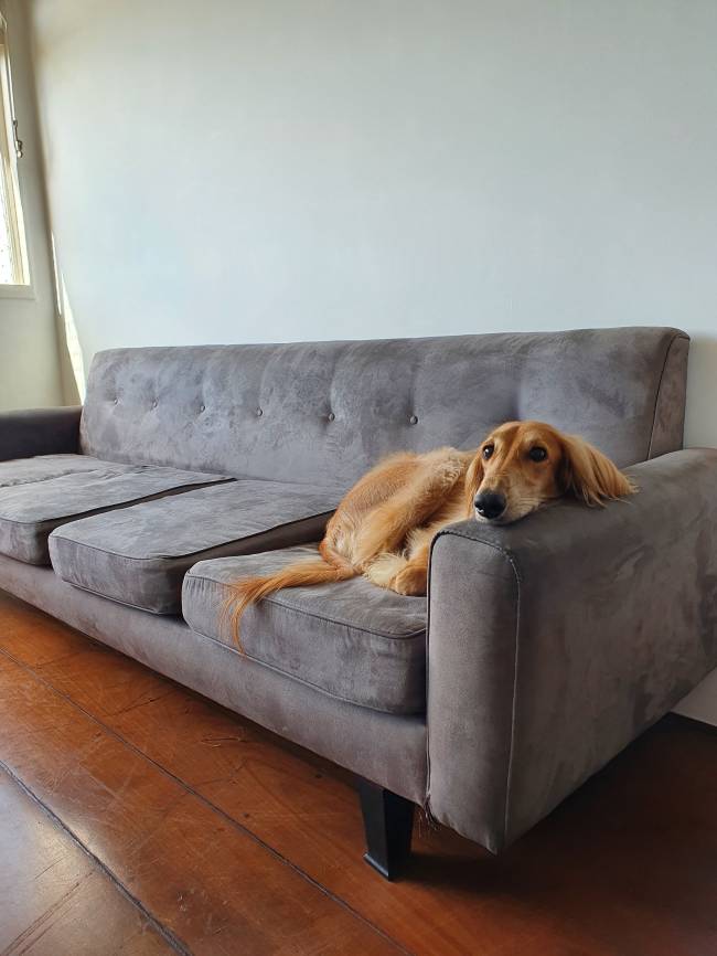 O cachorro Cícero bem confortável no sofá que pertenceu a Jorge Amado e agora é de Thiago e João O cachorro Cícero bem confortável no sofá que pertenceu a Jorge Amado e agora é de Thiago e João