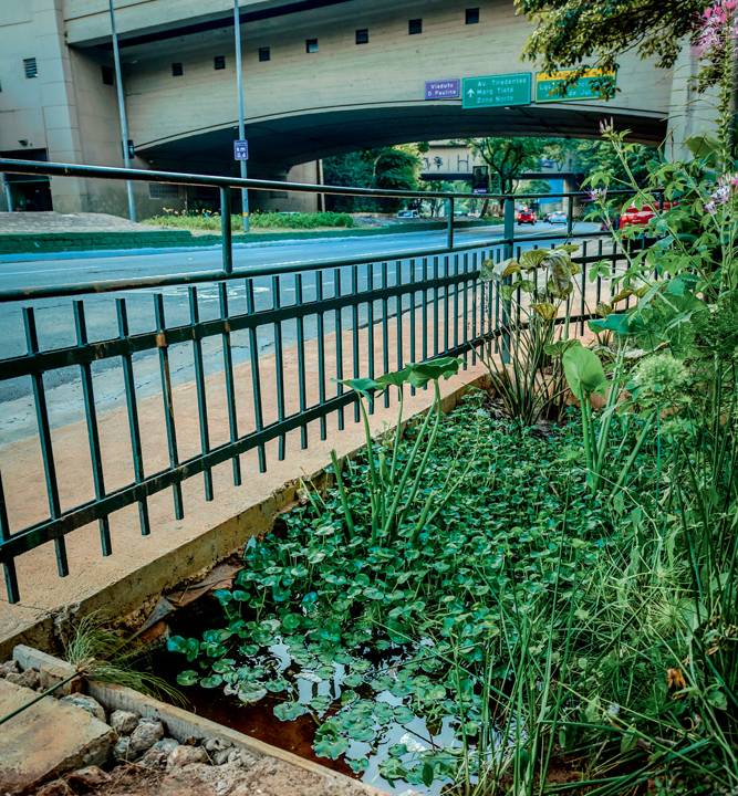 avenida 23 de maio com jardim de chuva com vegetação ao lado da calçada