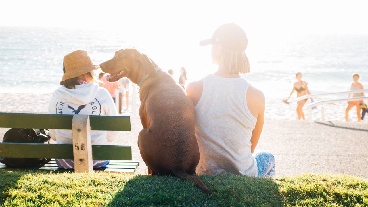 famílias e cachorro na praia em um dia ensolarado