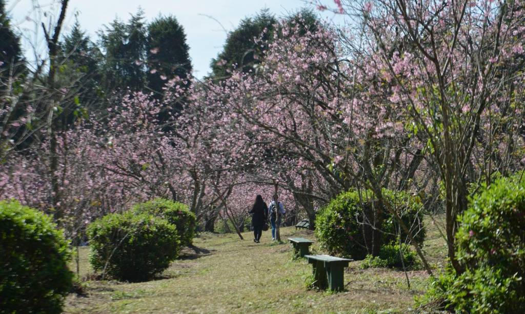 Começa a temporada da floração das cerejeiras no Parque do Carmo
