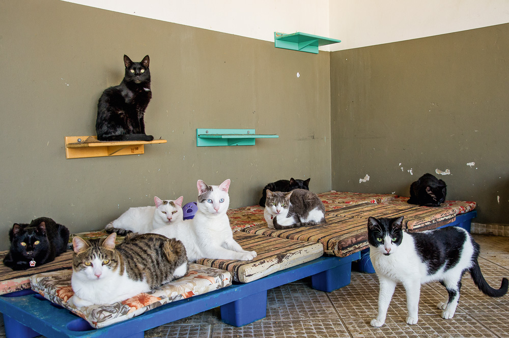 nove gatos tranquilos em abrigo de ong. cada um está de uma maneira diferente, alguns deitados, outros andando e outros sentados, no chão, em cima de uma cama ou em plataformas na parede. quatro deles são pretos, dois são rajados e brancos, outros dois são brancos com poucas manchas e outro é preto e branco