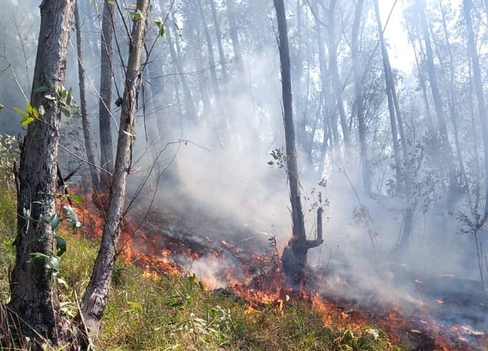 Incêndio em área de mata indígena no Jaraguá, zona norte de SP