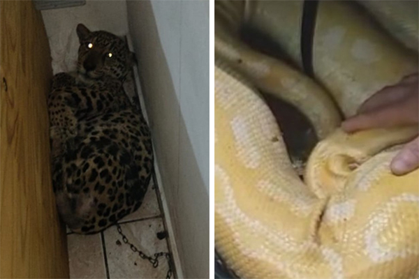 Polícia encontra filhote de onça-pintada, nove cobras e jabutis com casal