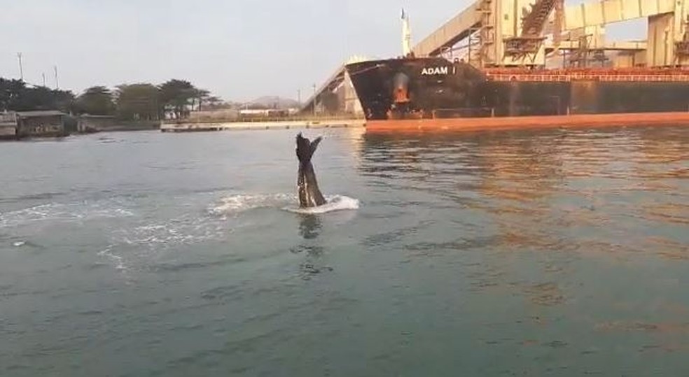 Imagem mostra baleia jubarte com parte de seu corpo para fora da água no canal do porto de santos, com navio ao fundo