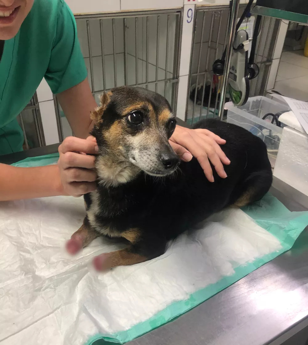 Cadela que teve patas e orelhas decepadas é resgatada