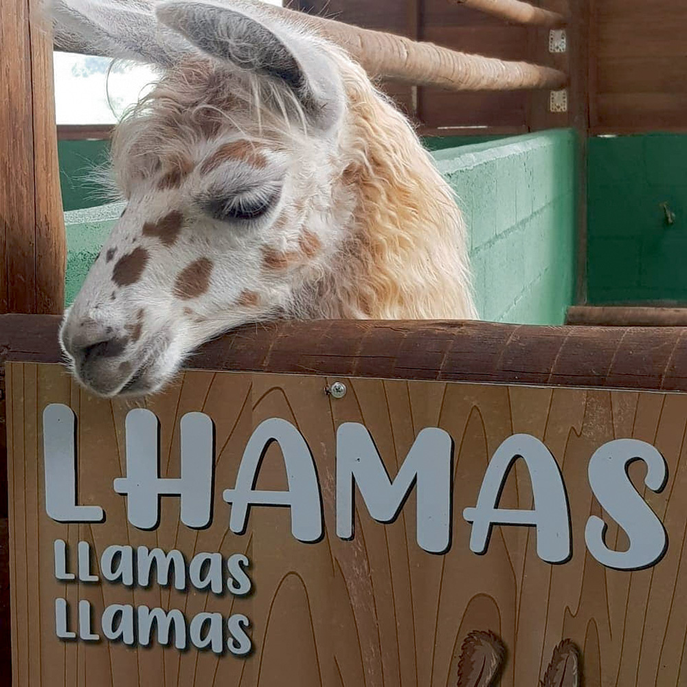Smart Farm Uma lhama olha por cima da placa que descreve a espécie dela