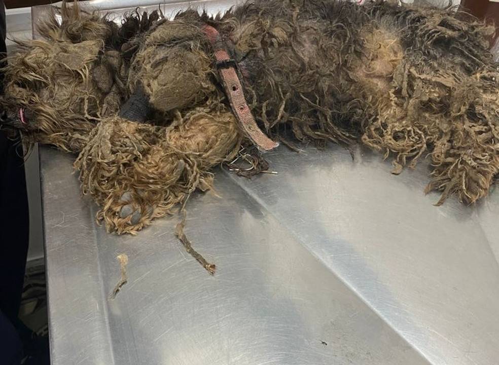 A imagem mostra uma cadela sedada, bastante maltratada, sendo cuidada em uma ONG animal