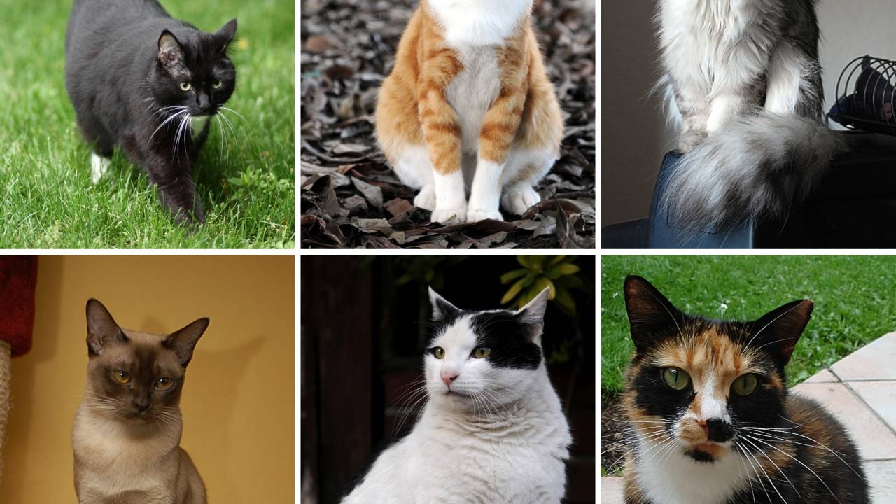 Imagem com dois gatos, de diferentes cores e tamanhos. Os felinos estão no centro de uma programação do Sesc 24 de maio