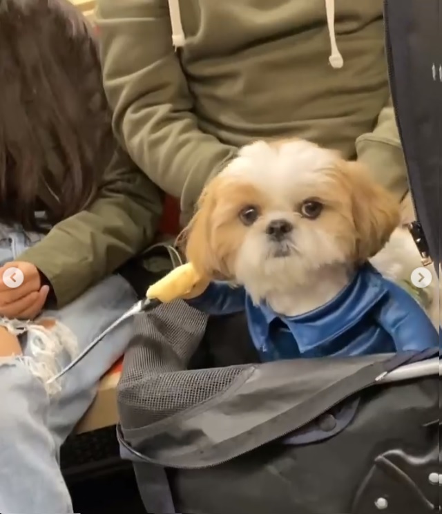 SubwayCreatures cachorrinho A imagem mostra um cachorro com uma roupinha que tem dois braços falsos. Em dos braços, há uma faca falsa no final.