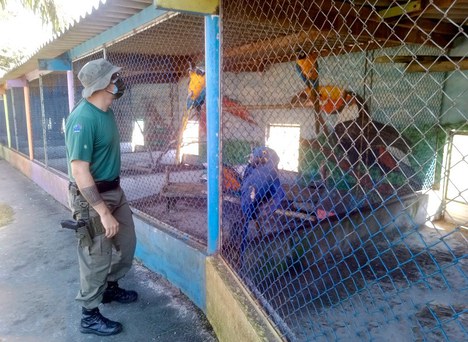 Imagem mostra fiscal do Ibama olhando para gaiola com papagaios e araras
