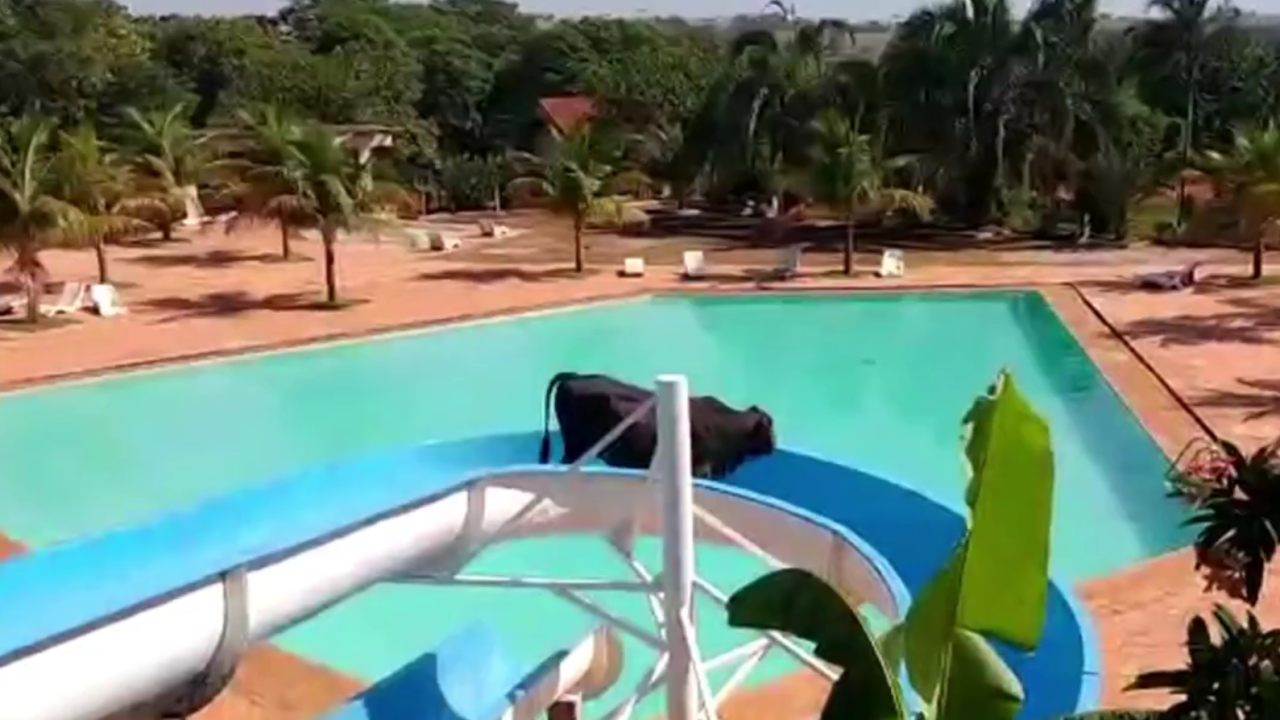 A imagem mostra um Vaca no topo de um tobogã.