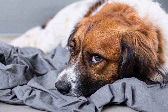 Foto de um cachorro deitado. Ele tem os pelos nas cores branca e marrom.