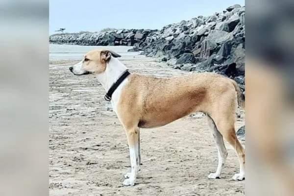FB_IMG_1640099381077 Imagem mostra cachorro bege em praia.