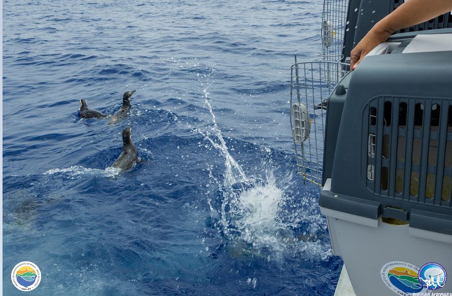 Vídeos mostram pinguins e lobo-marinho de volta à natureza em Ubatuba