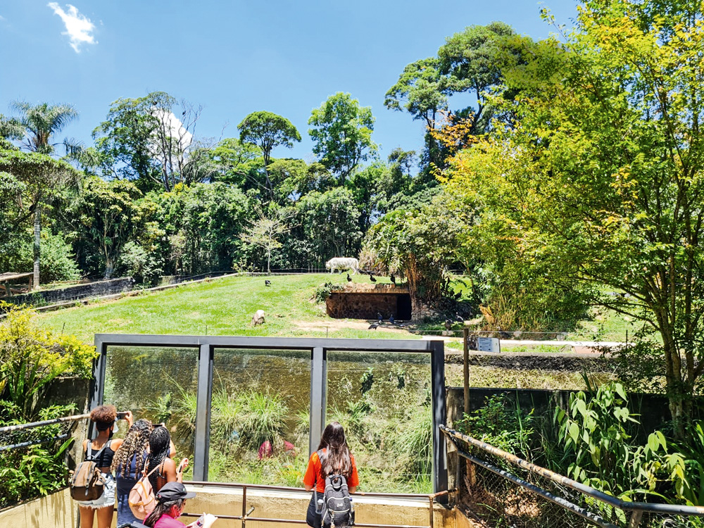 Tigre zoo.jpg (1) Imagem mostra morro com grama e árvores, com um tigre branco no fundo. À frente, uma grade e visitantes.