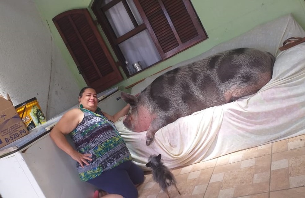 Mulher é enganada ao comprar mini porco em SP e animal chega a 250 kg