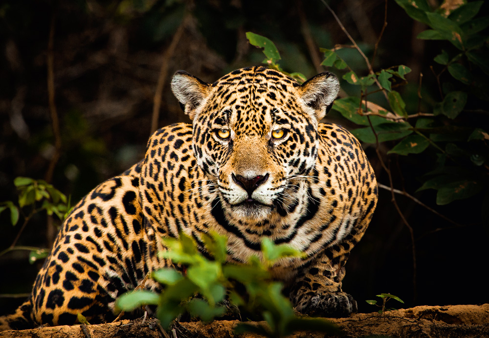 MostraSPdeFotografia_Araquém-Alcântara_C79H8334.jpg (1) Foto de onça pintada na Amazônia.