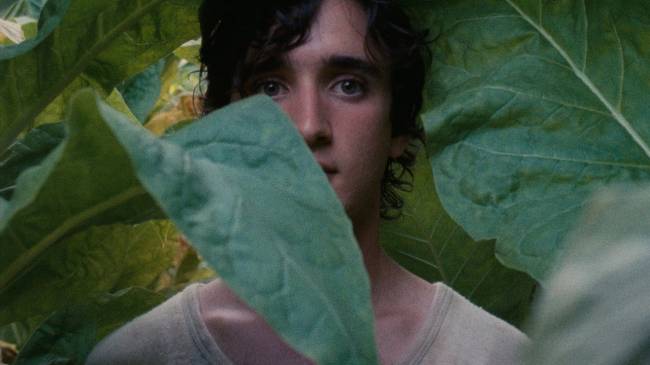 Lazzaro Felice Netflix Italiano Tesouros