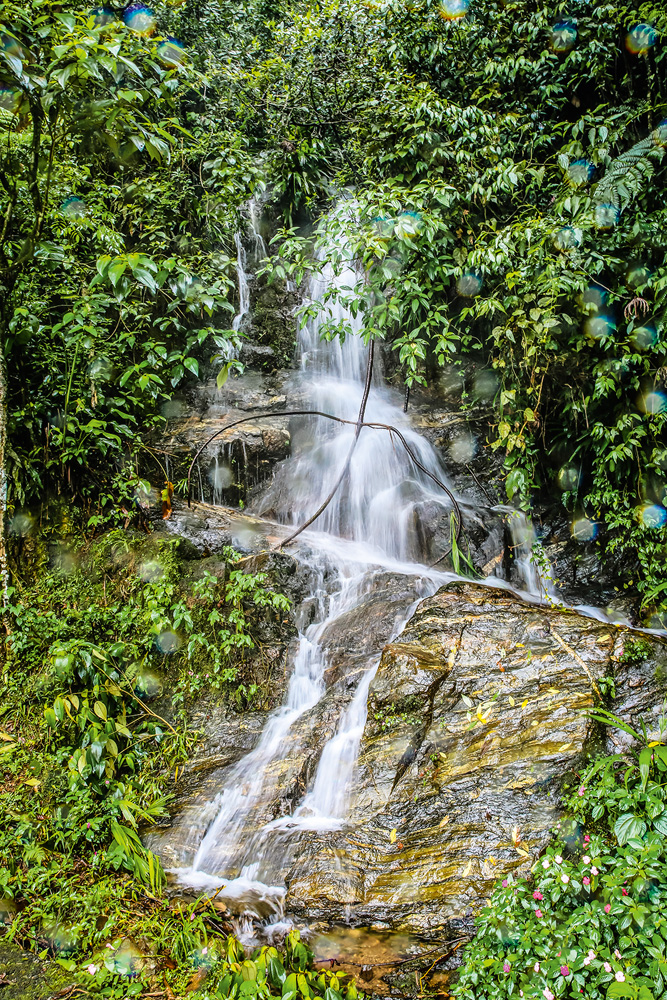 São Paulo 07 janeiro 2022Parque da Serra do MarFoto Alexandre Battibugli VSP Imagem mostra cachoeira entre árvores.