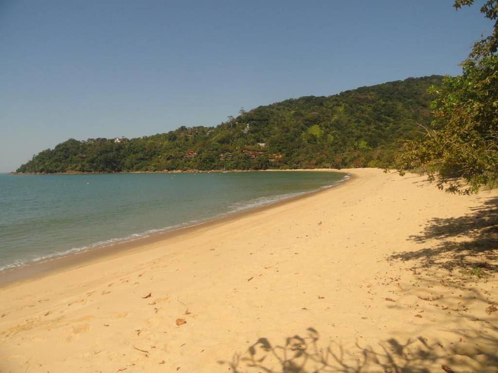 Tubarão aparece próximo à areia de praia em Ubatuba; confira vídeo