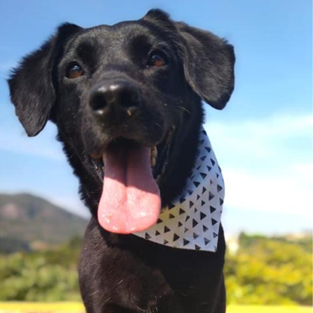 Cachorro de pelos pretos com lenço branco de bolinhas no pescoço. Ao fundo, região montanhosa.