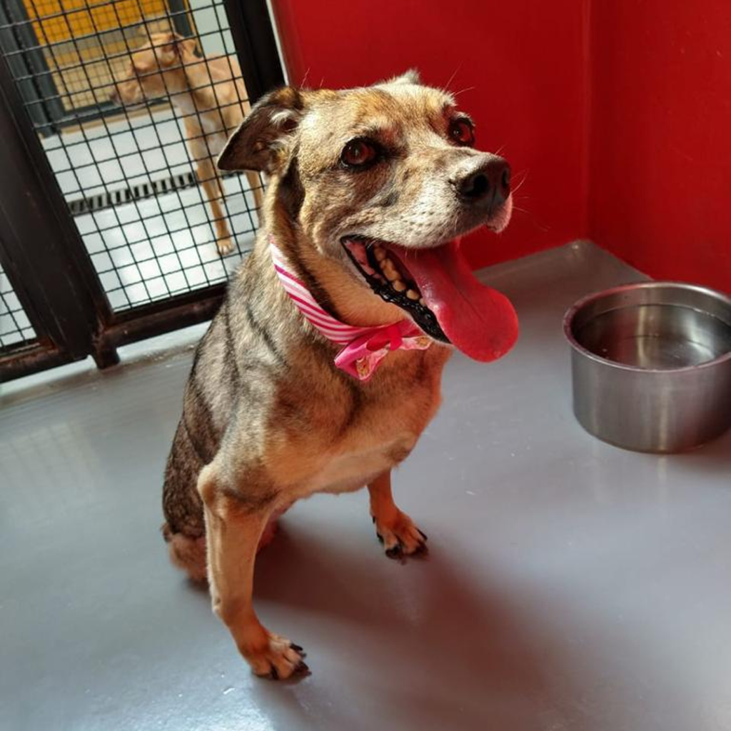 Projeto – Cãodeirante (Divulgação) (17) Em canil, cachorrinho deficiente de pelos claros e lenço no pescoço aparece sentado.